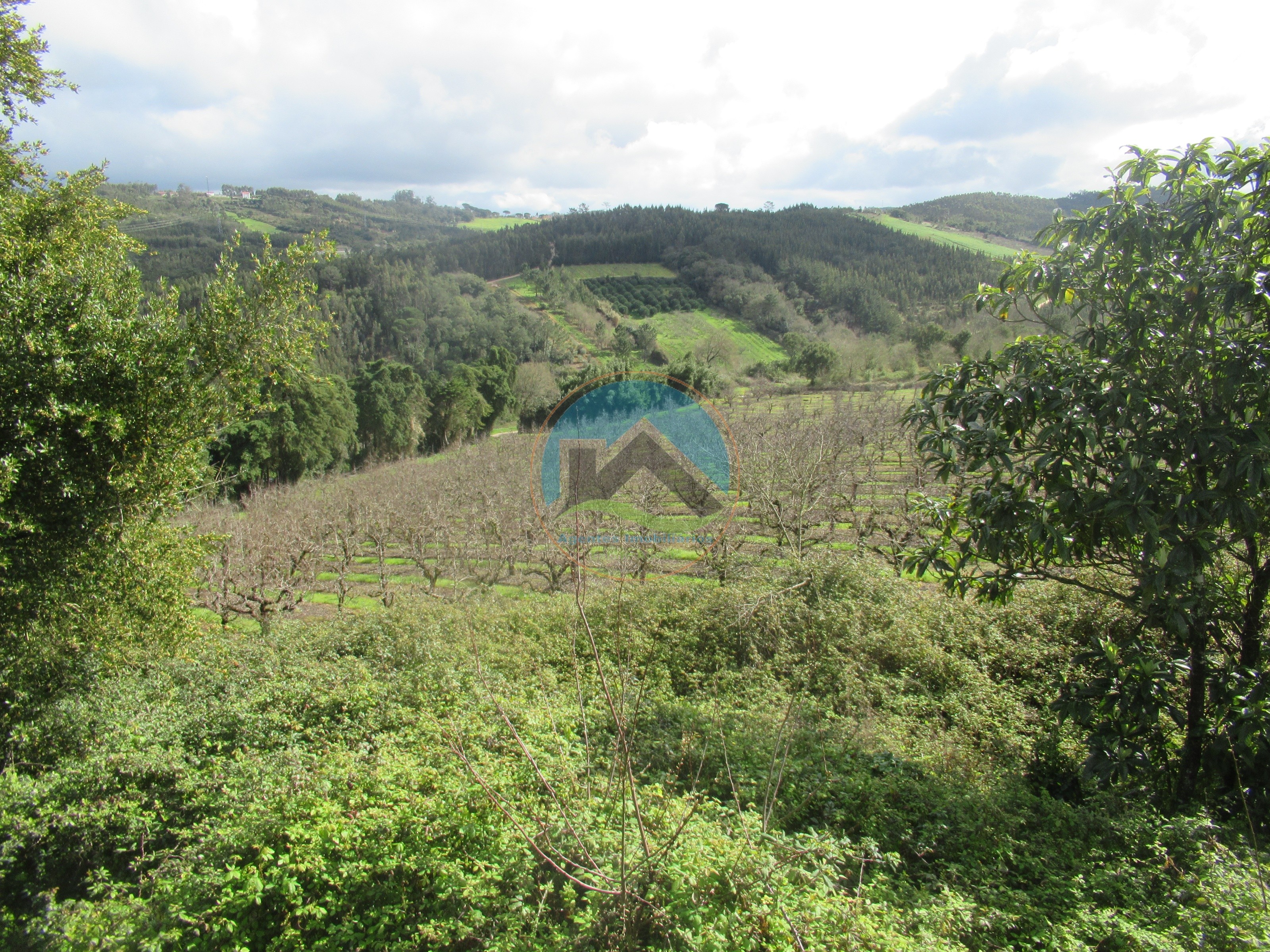 Quintinha com 23.000 m² e moradia em ruína - São Gregório, Caldas — Photo 23