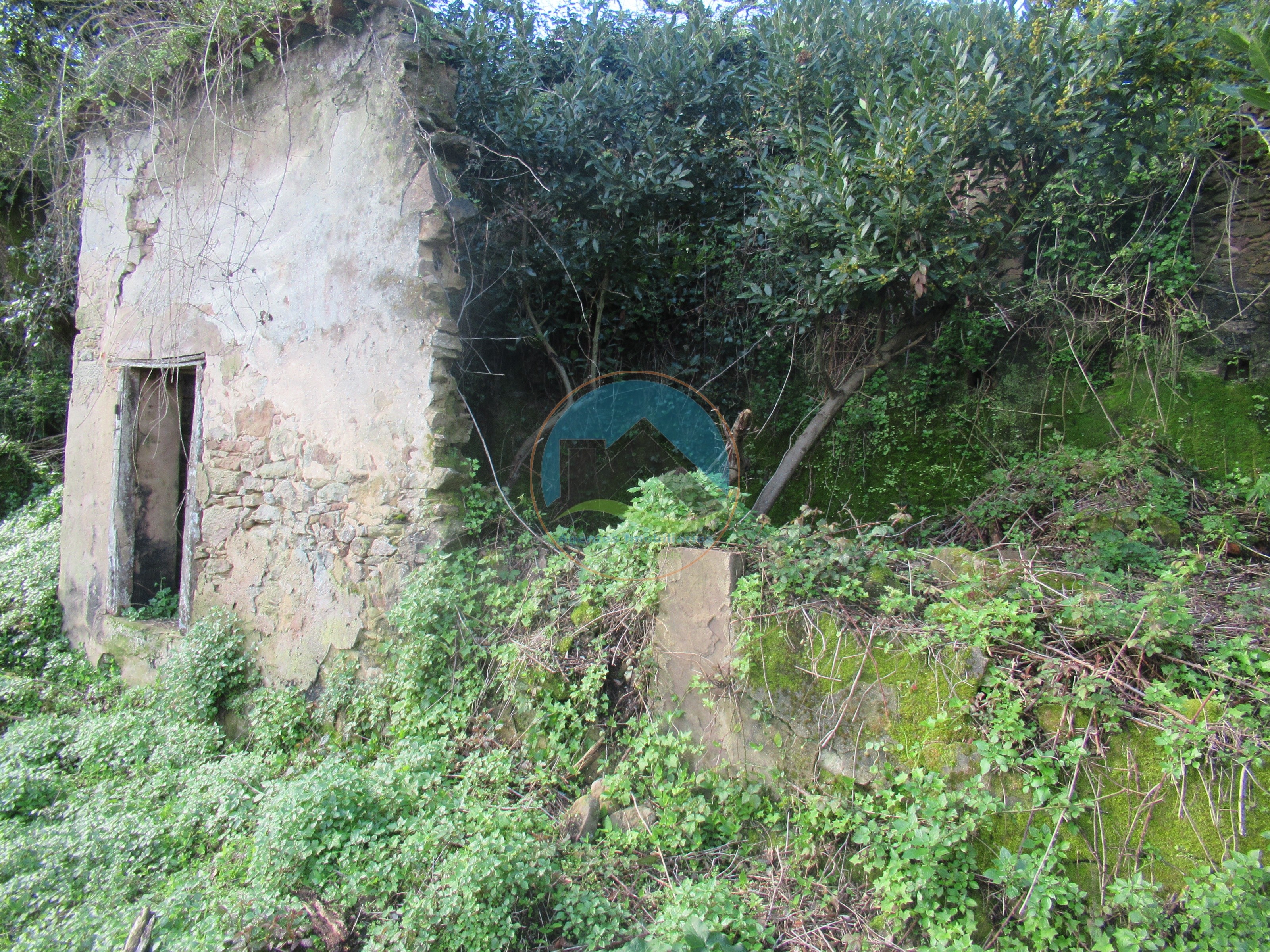 Quintinha com 23.000 m² e moradia em ruína - São Gregório, Caldas — Photo 16